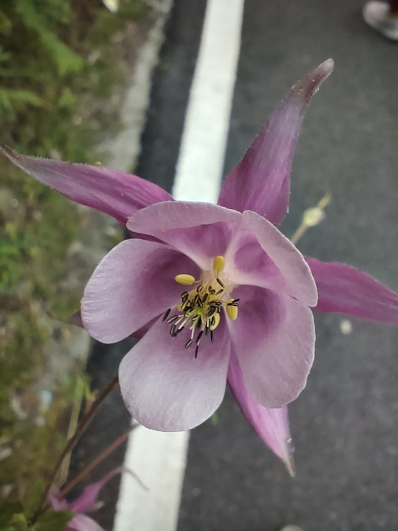 Aquilegia pubiflora photo 3