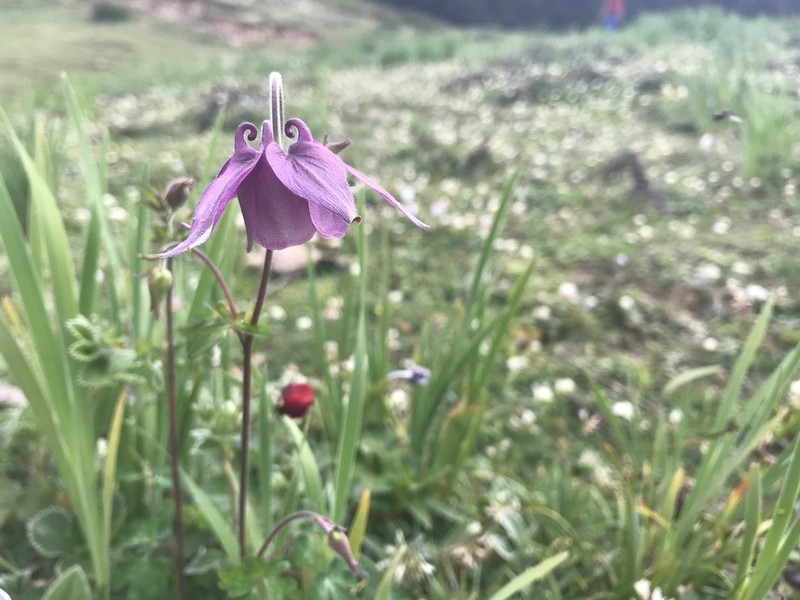 Aquilegia pubiflora photo 4