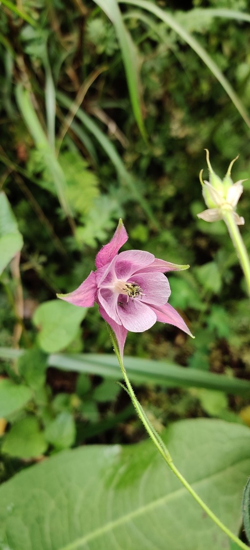 Aquilegia pubiflora photo 5
