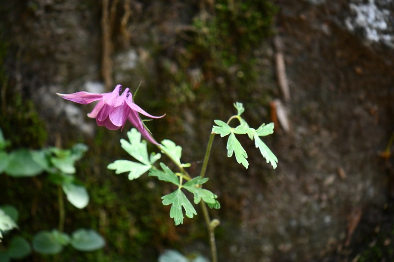 Aquilegia pubiflora photo 6