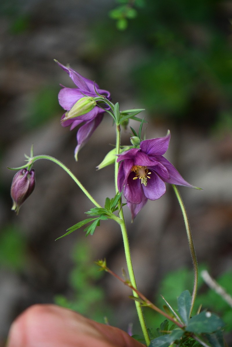 Aquilegia pubiflora photo 8