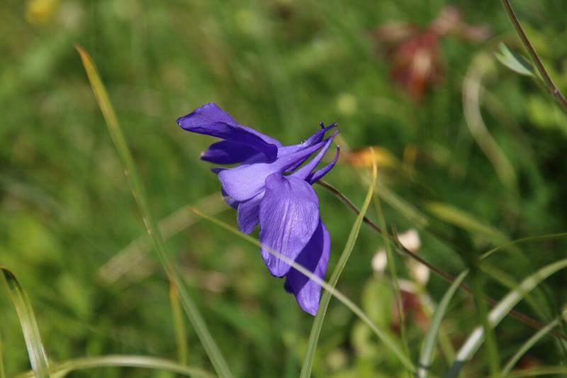 Aquilegia pyrenaica photo 2