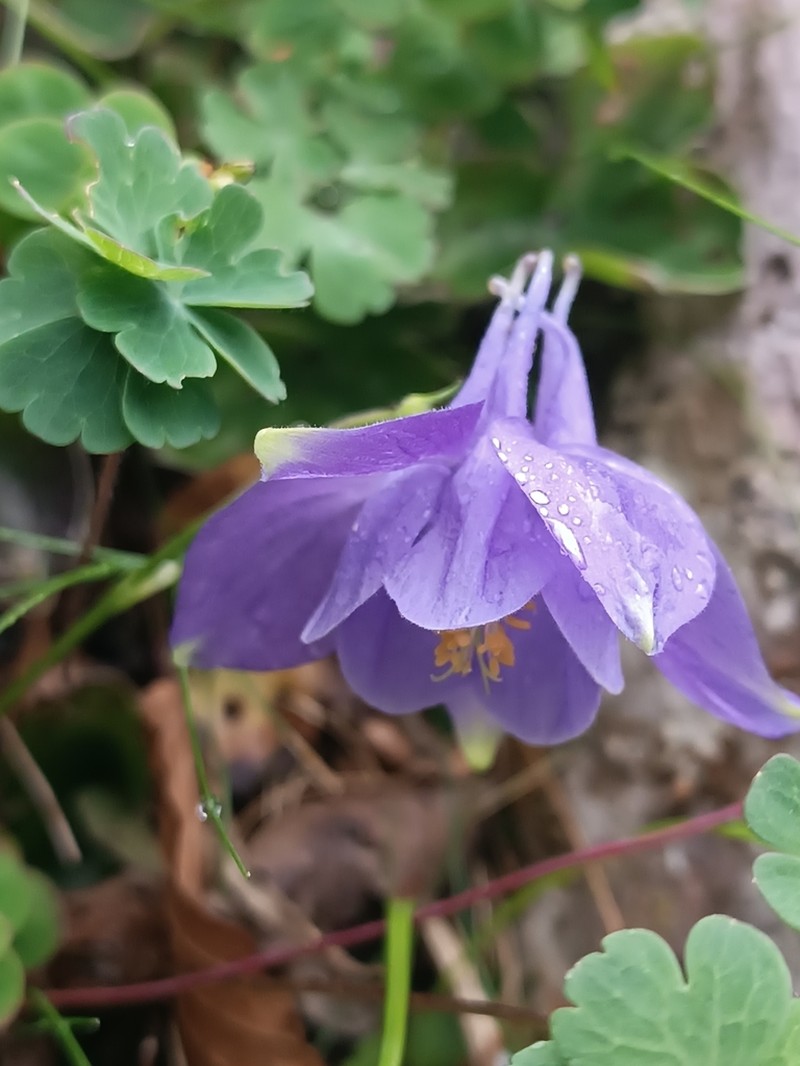 Aquilegia pyrenaica photo 3