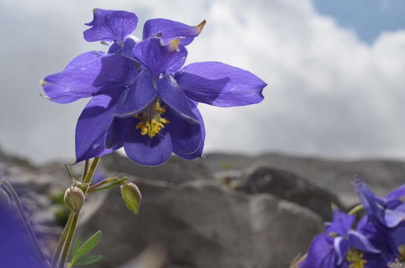 Aquilegia pyrenaica photo 4