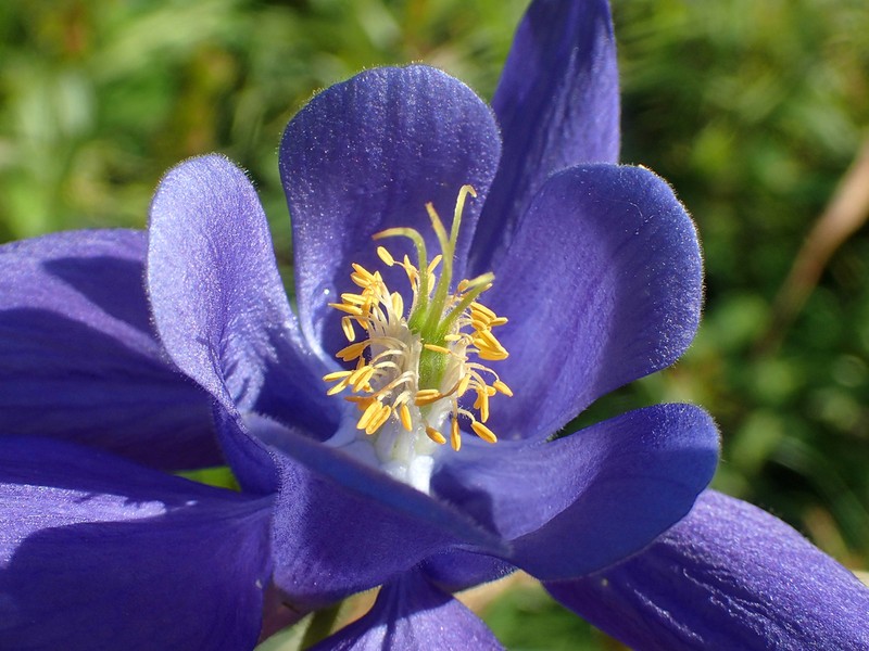 Aquilegia pyrenaica photo 5
