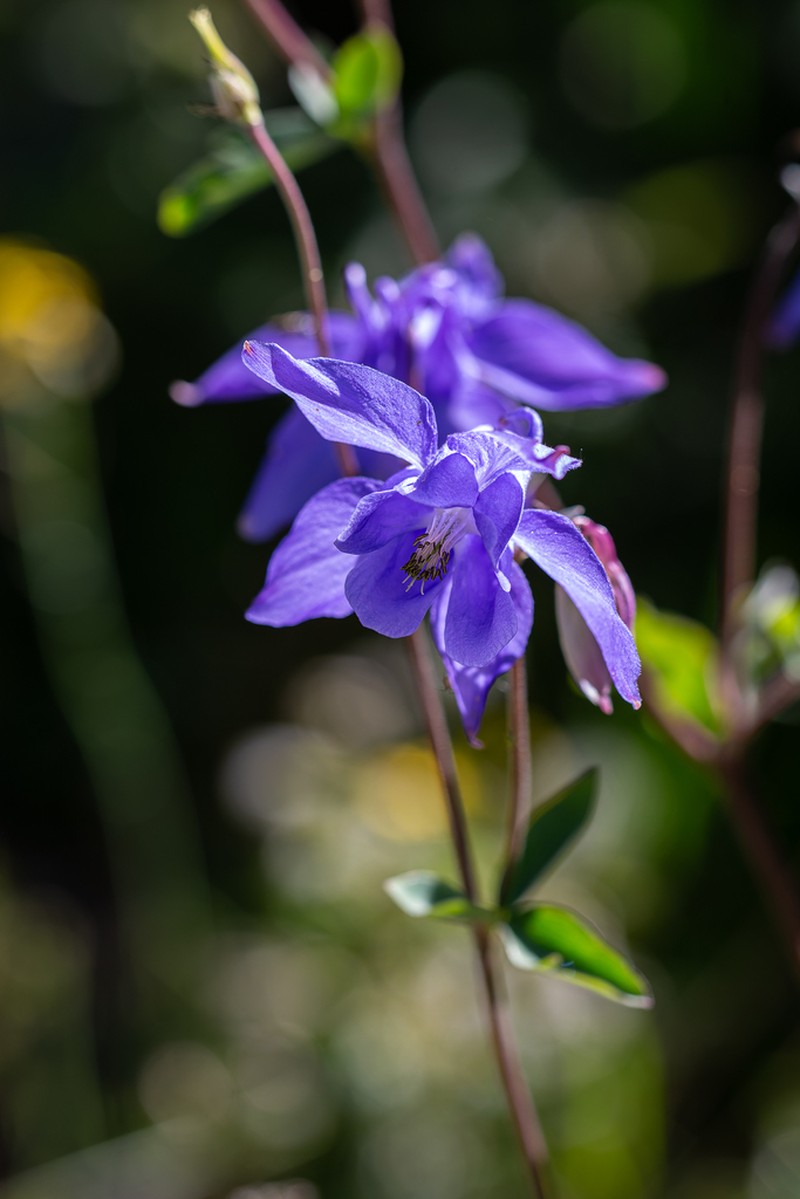 Aquilegia pyrenaica photo 6