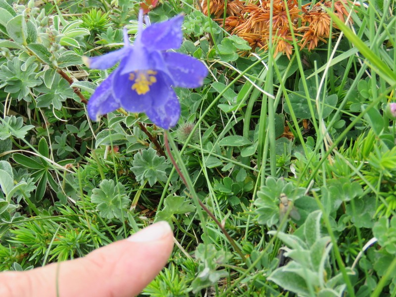 Aquilegia pyrenaica photo 7