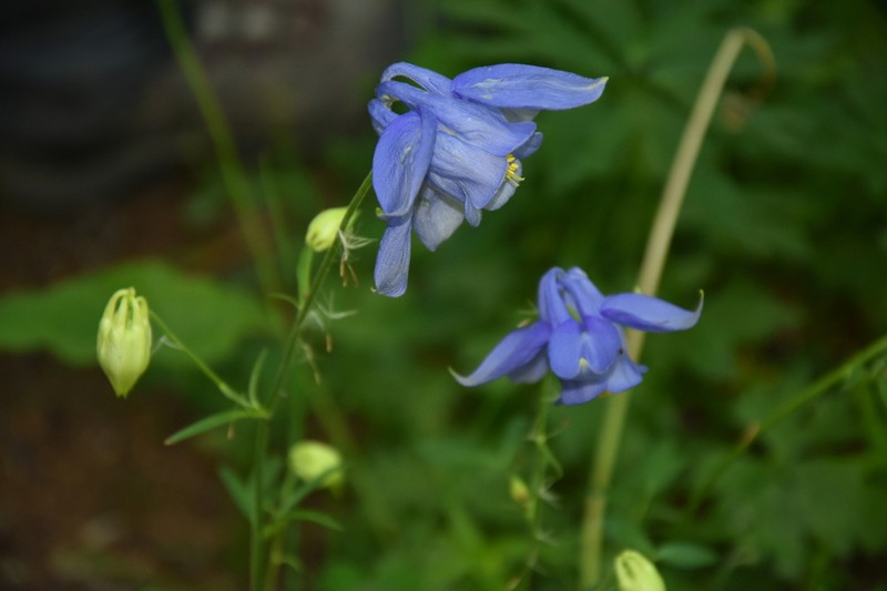 Aquilegia reuteri