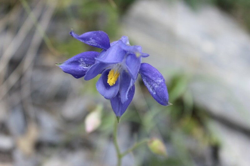 Aquilegia reuteri photo 2
