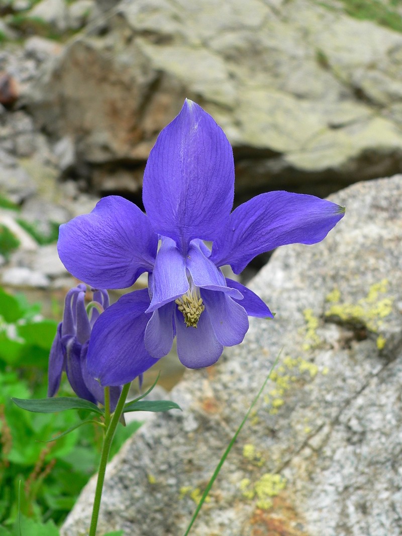 Aquilegia reuteri photo 3
