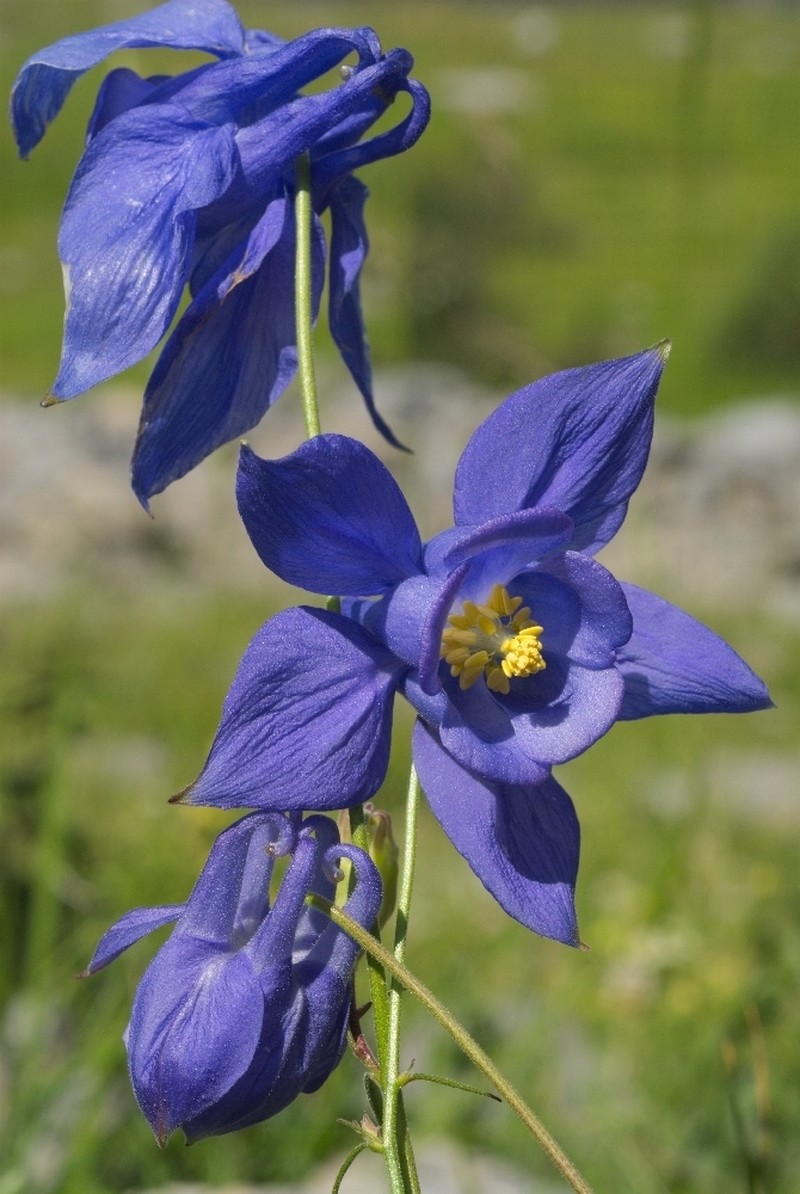 Aquilegia reuteri photo 4