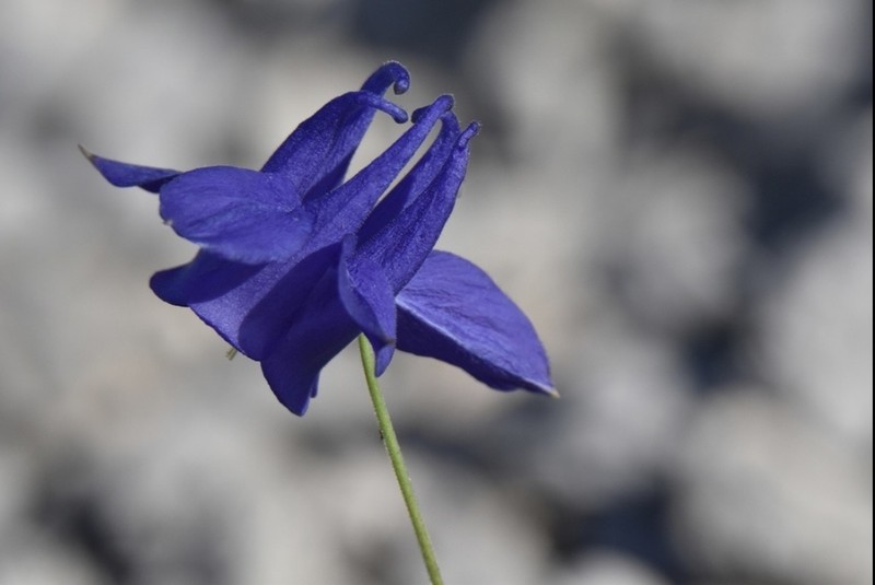Aquilegia reuteri photo 5