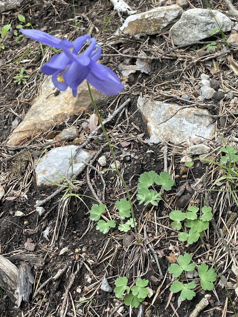 Aquilegia reuteri photo 6