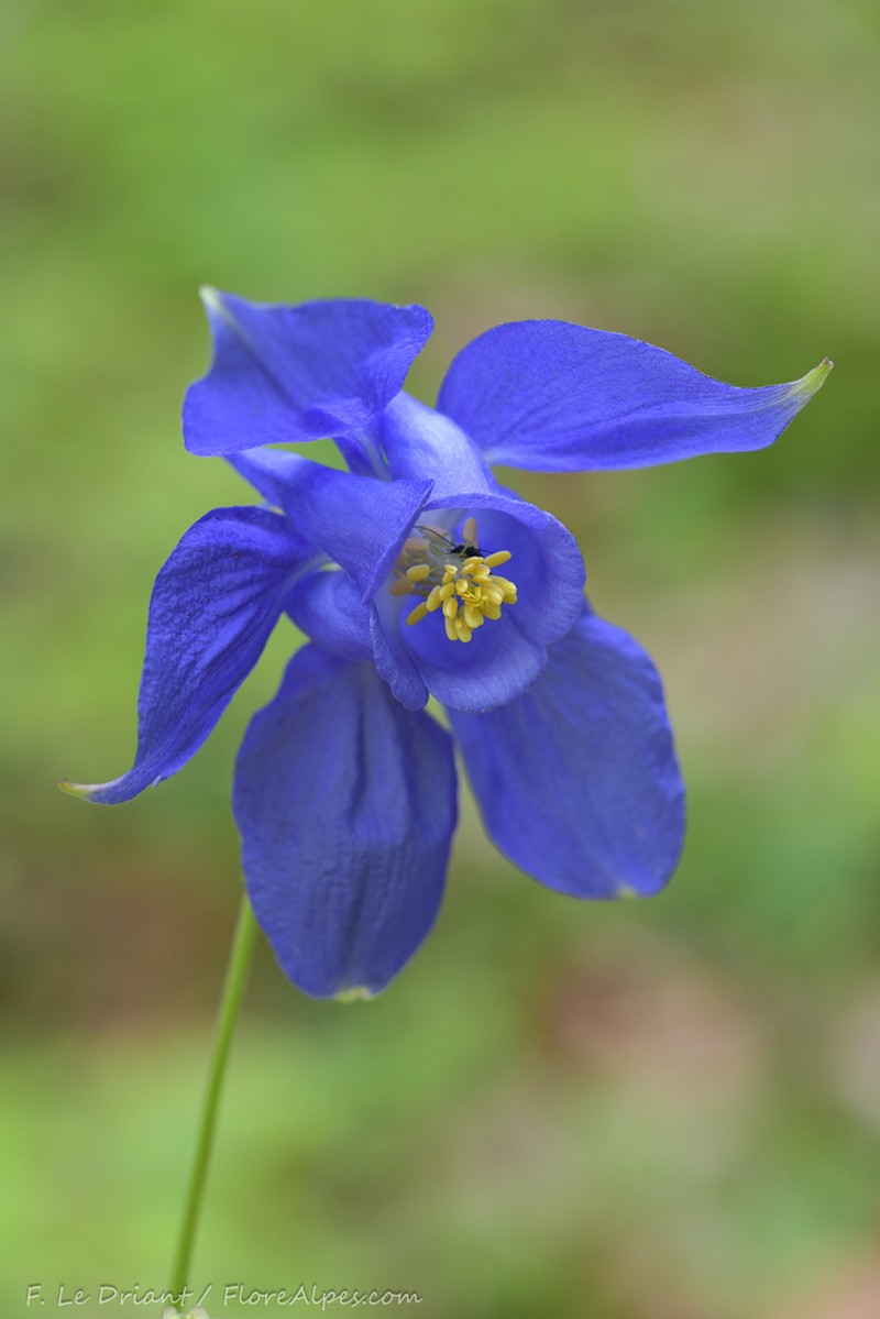Aquilegia reuteri photo 7