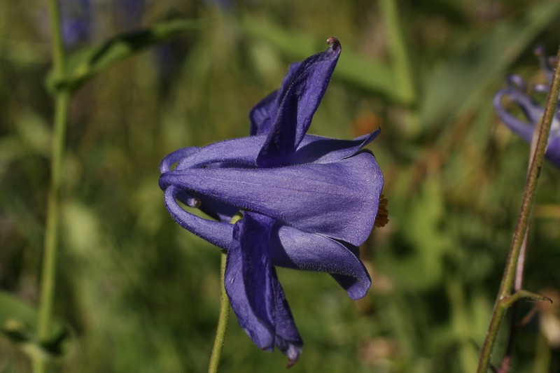 Aquilegia reuteri photo 8