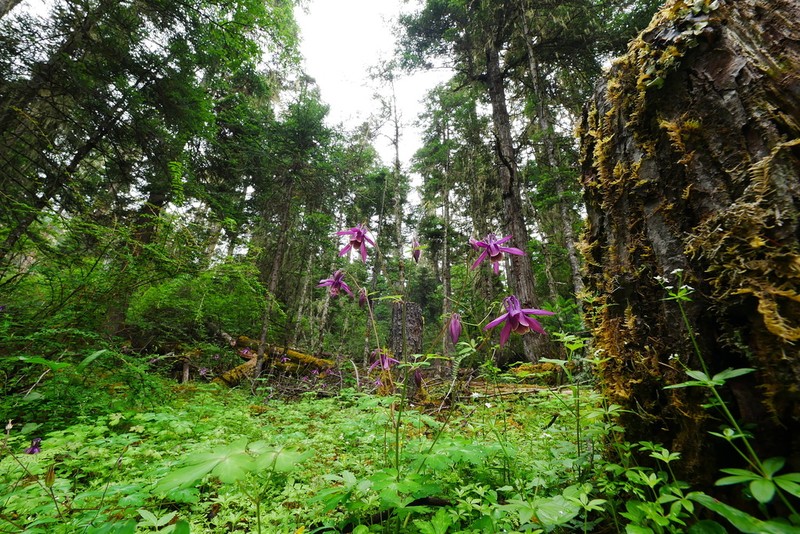 Aquilegia rockii photo 2