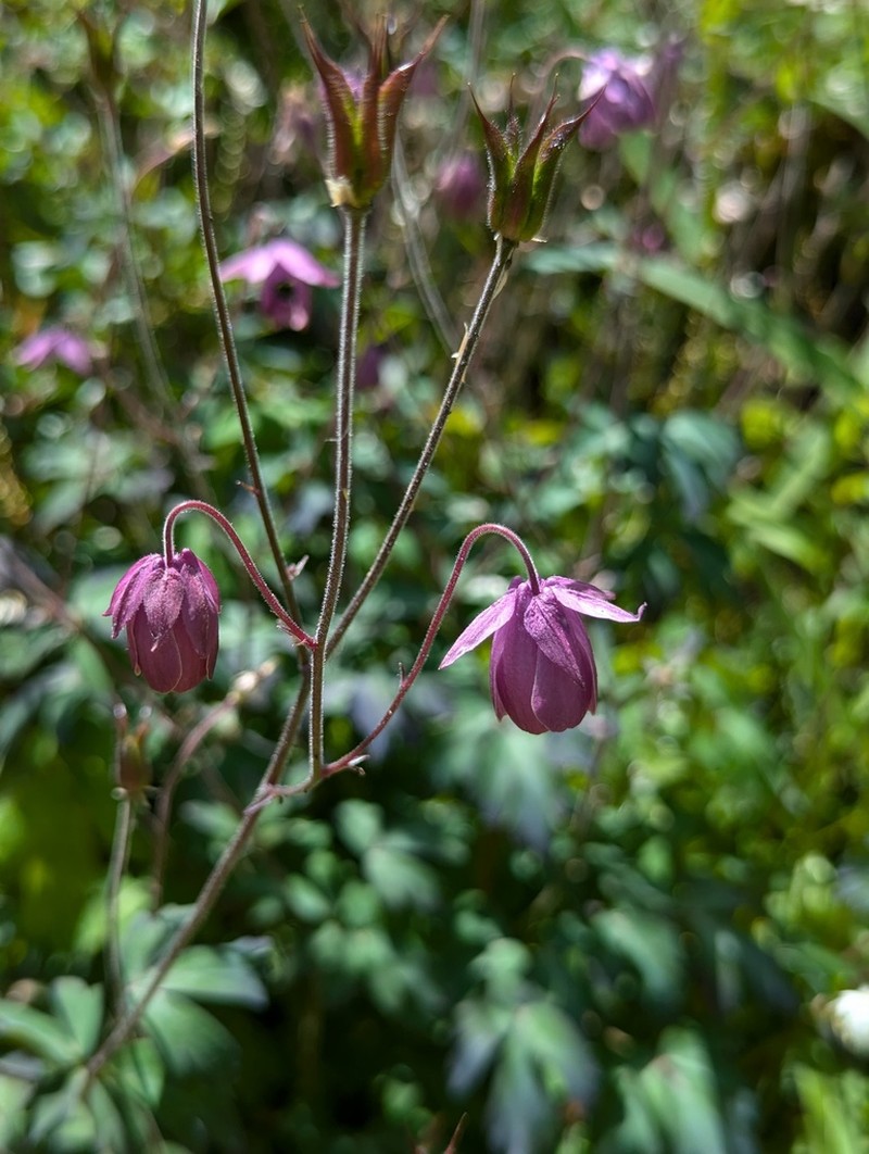 Aquilegia rockii photo 3