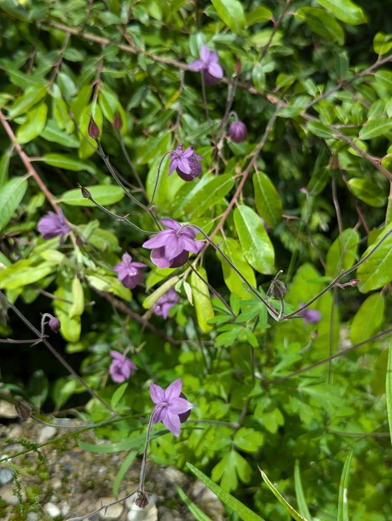 Aquilegia rockii photo 4