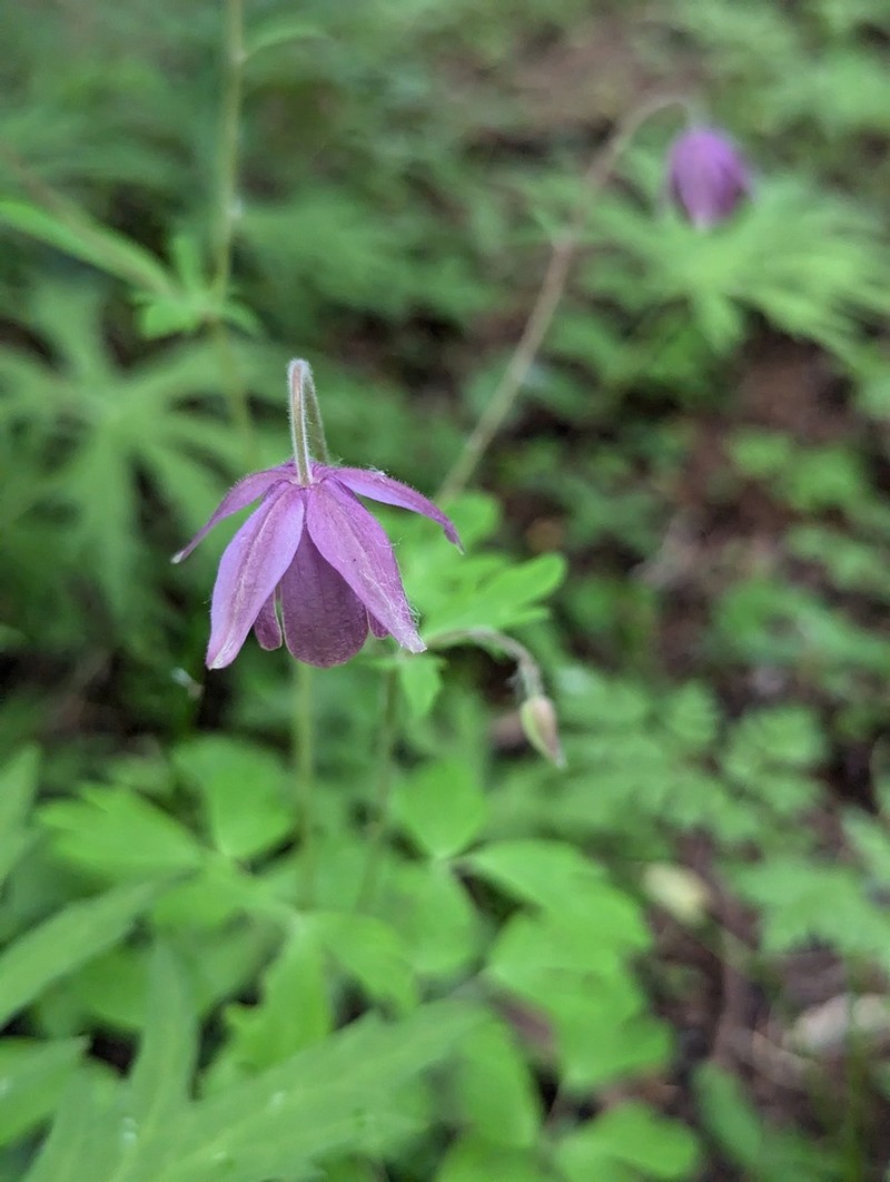Aquilegia rockii photo 5