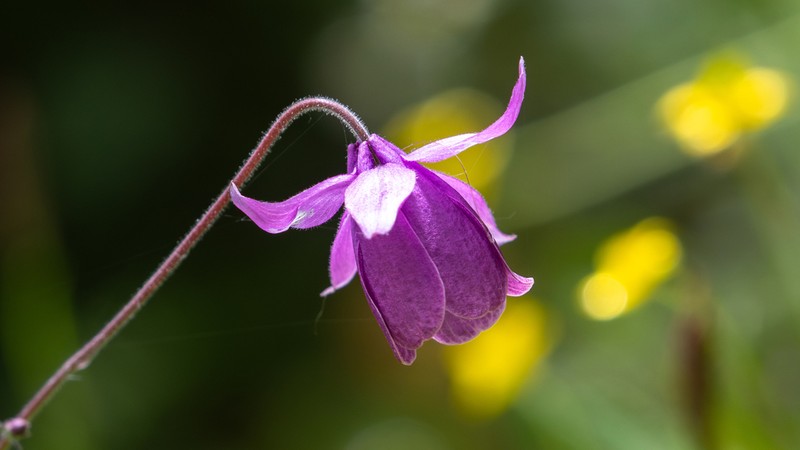 Aquilegia rockii photo 6