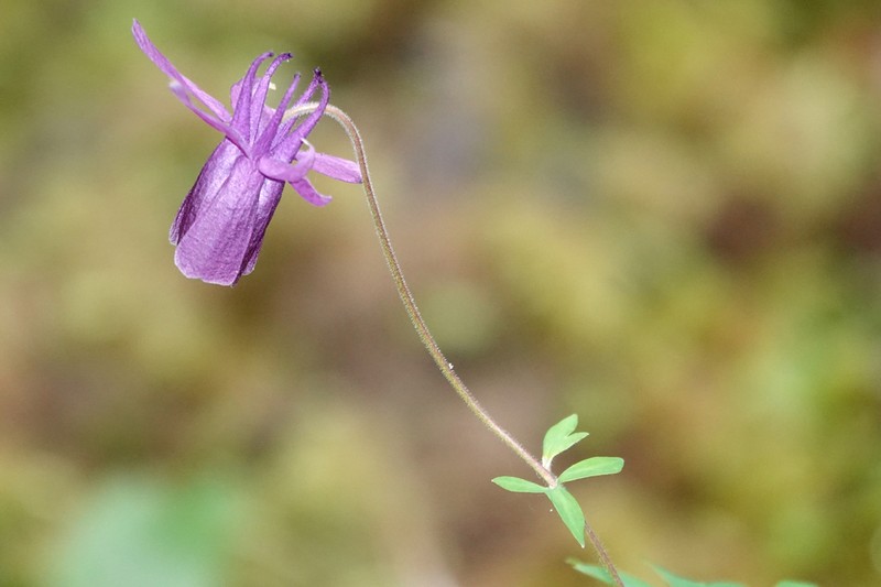 Aquilegia rockii photo 7