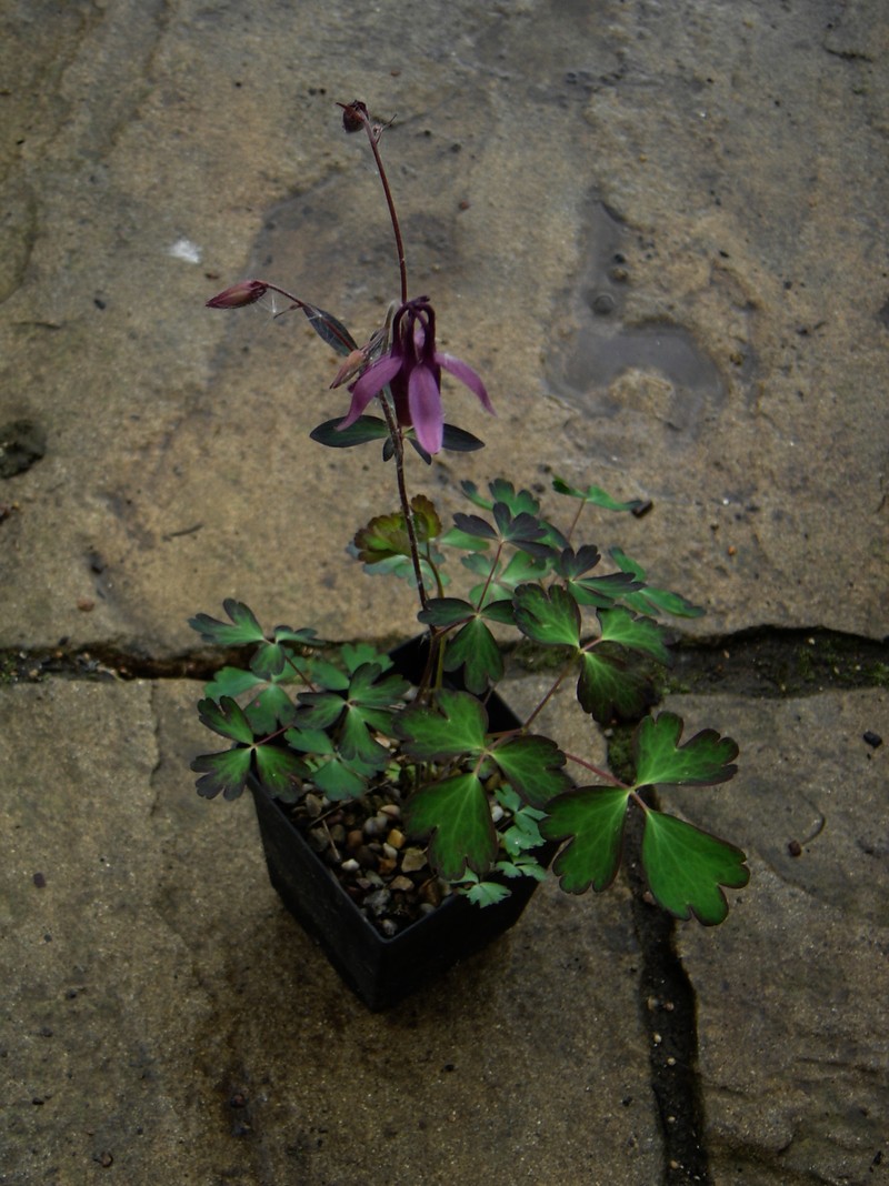 Aquilegia rockii