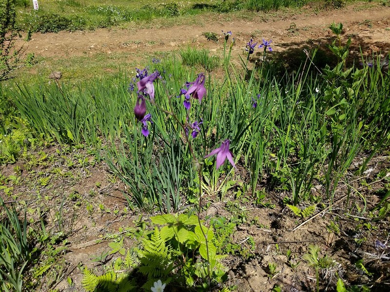 Aquilegia rockii photo 2