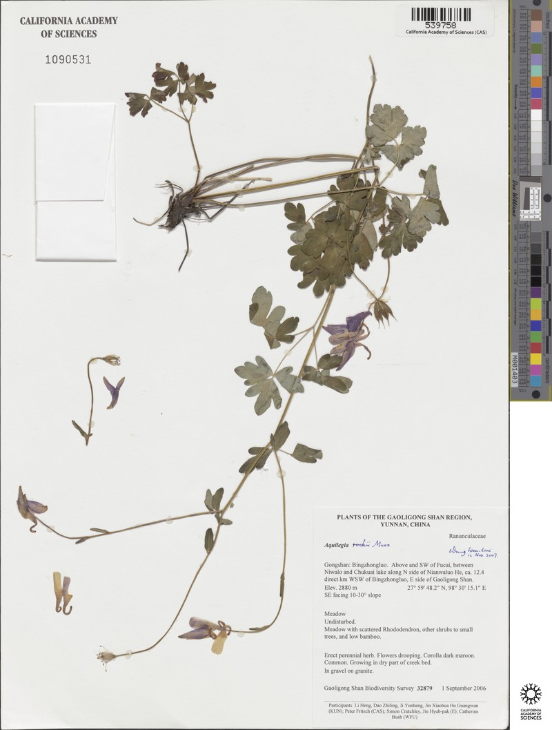 Aquilegia rockii photo 3