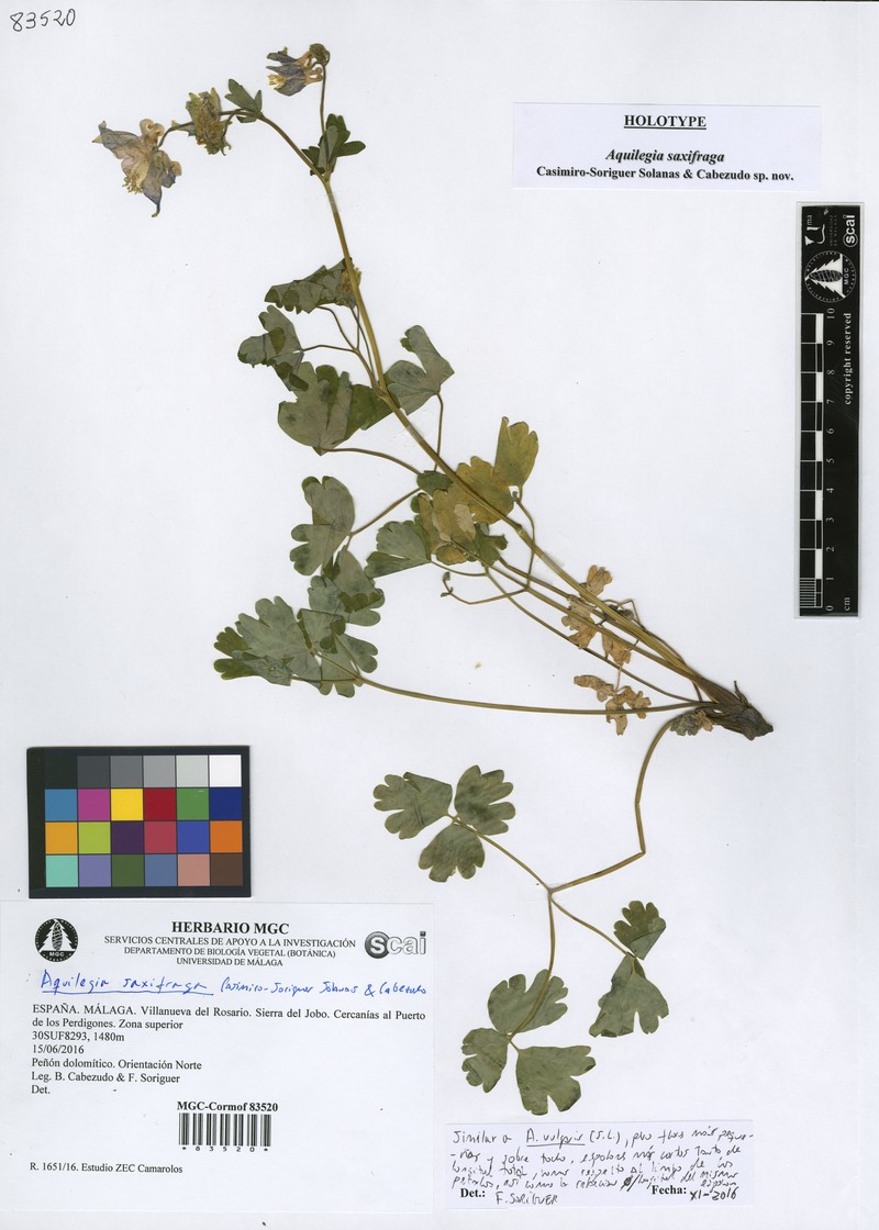 Aquilegia saxifraga photo 2