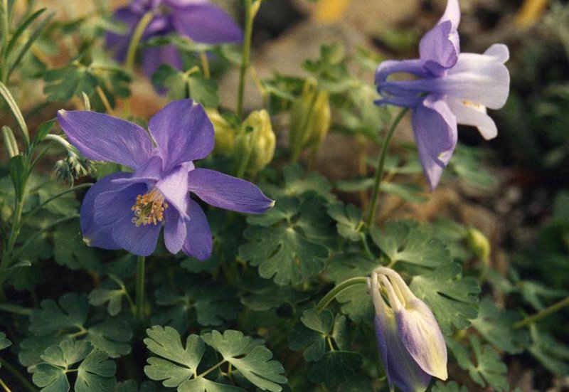 Rocky Mountain Blue Columbine