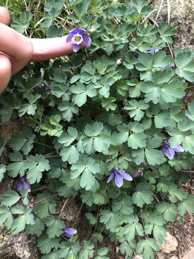 Rocky Mountain Blue Columbine photo 2