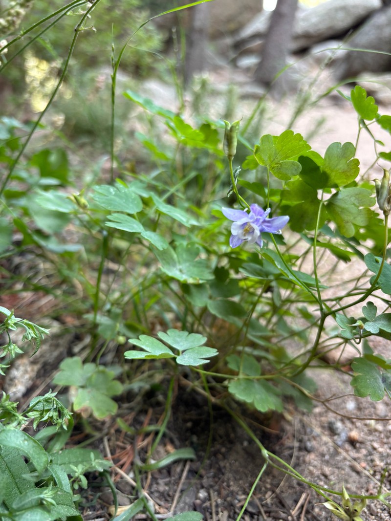 Rocky Mountain Blue Columbine photo 3