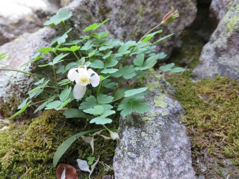 Rocky Mountain Blue Columbine photo 4