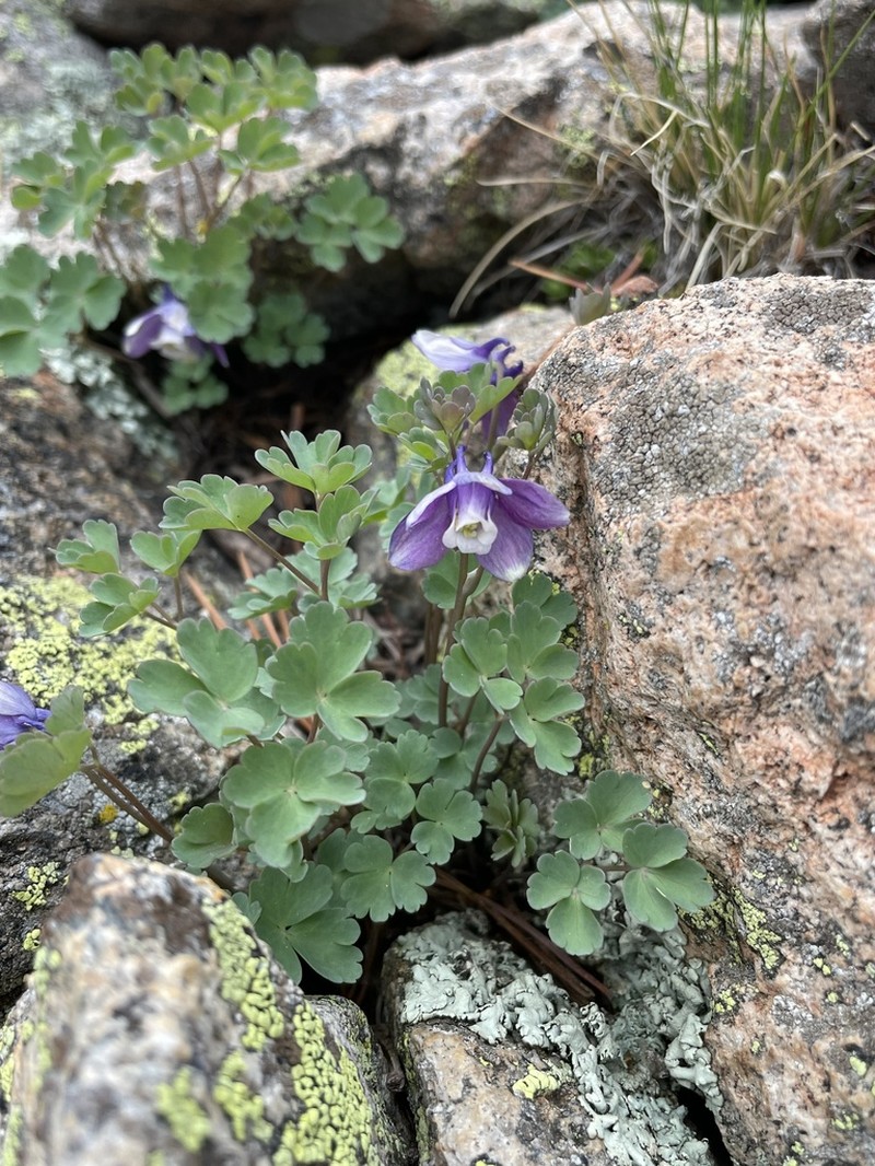 Rocky Mountain Blue Columbine photo 5