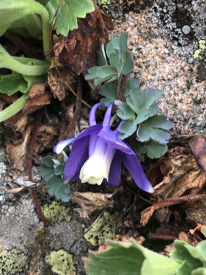 Rocky Mountain Blue Columbine photo 6