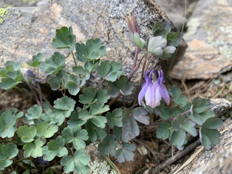 Rocky Mountain Blue Columbine photo 7