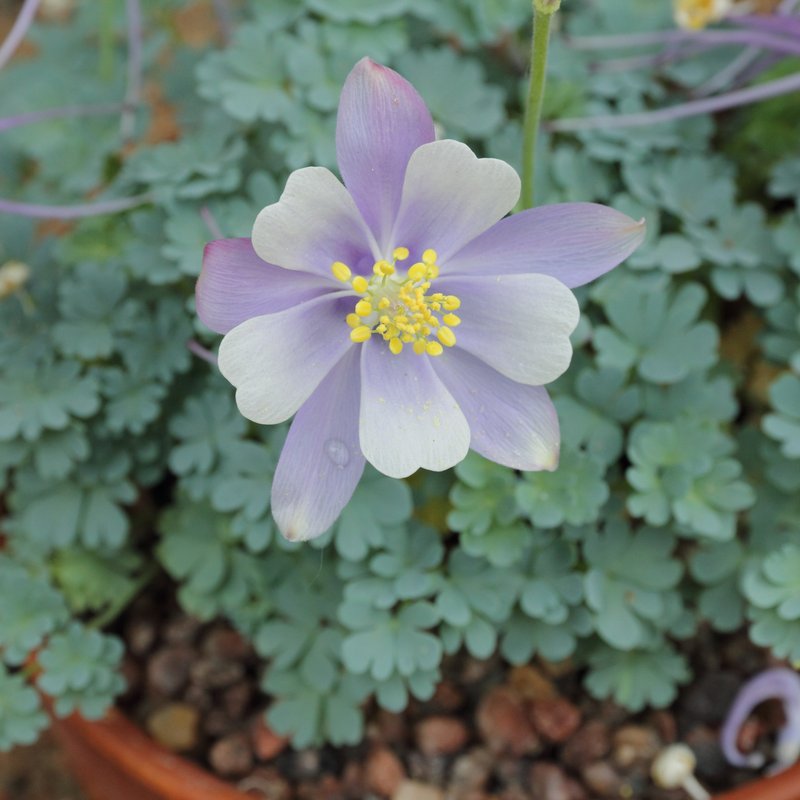 Utah Columbine photo 2