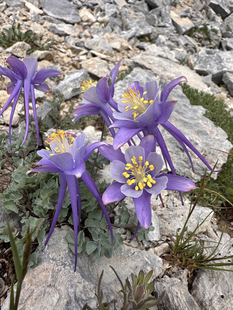 Utah Columbine