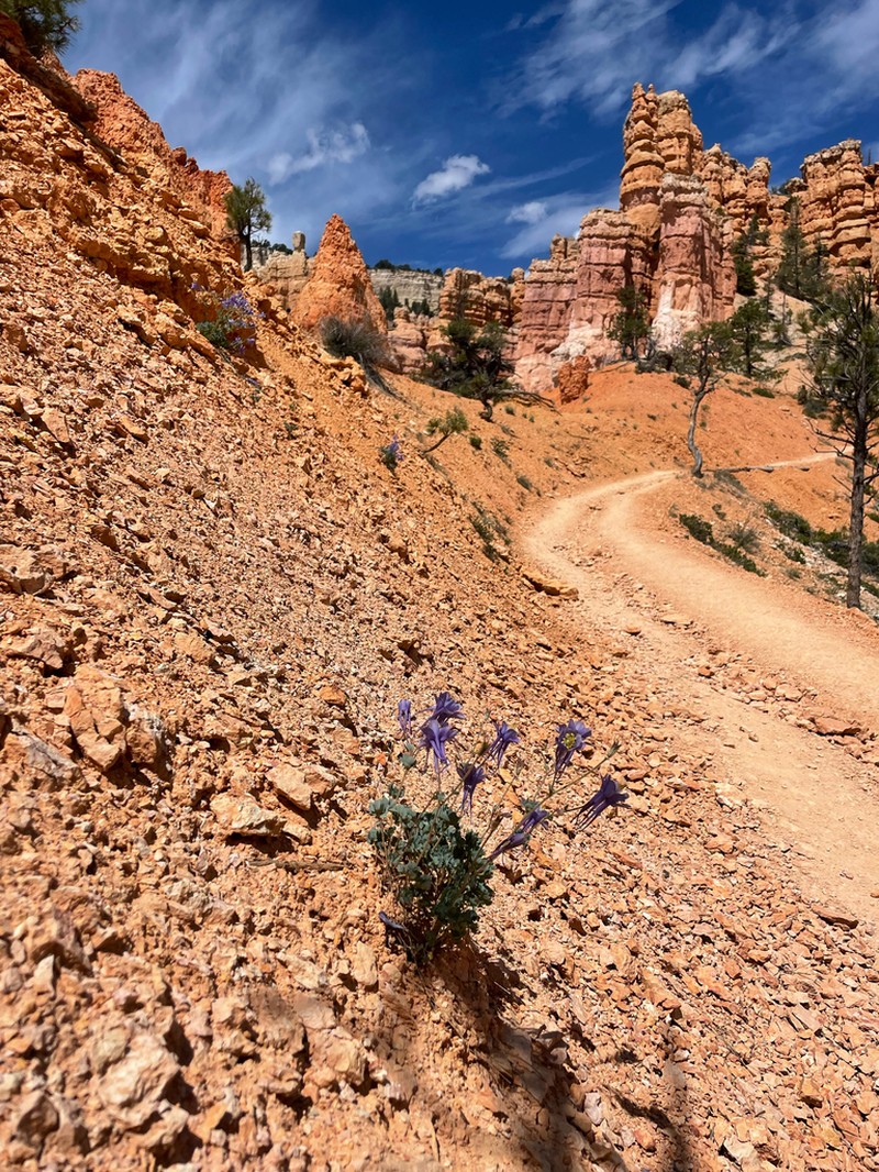 Utah Columbine photo 3