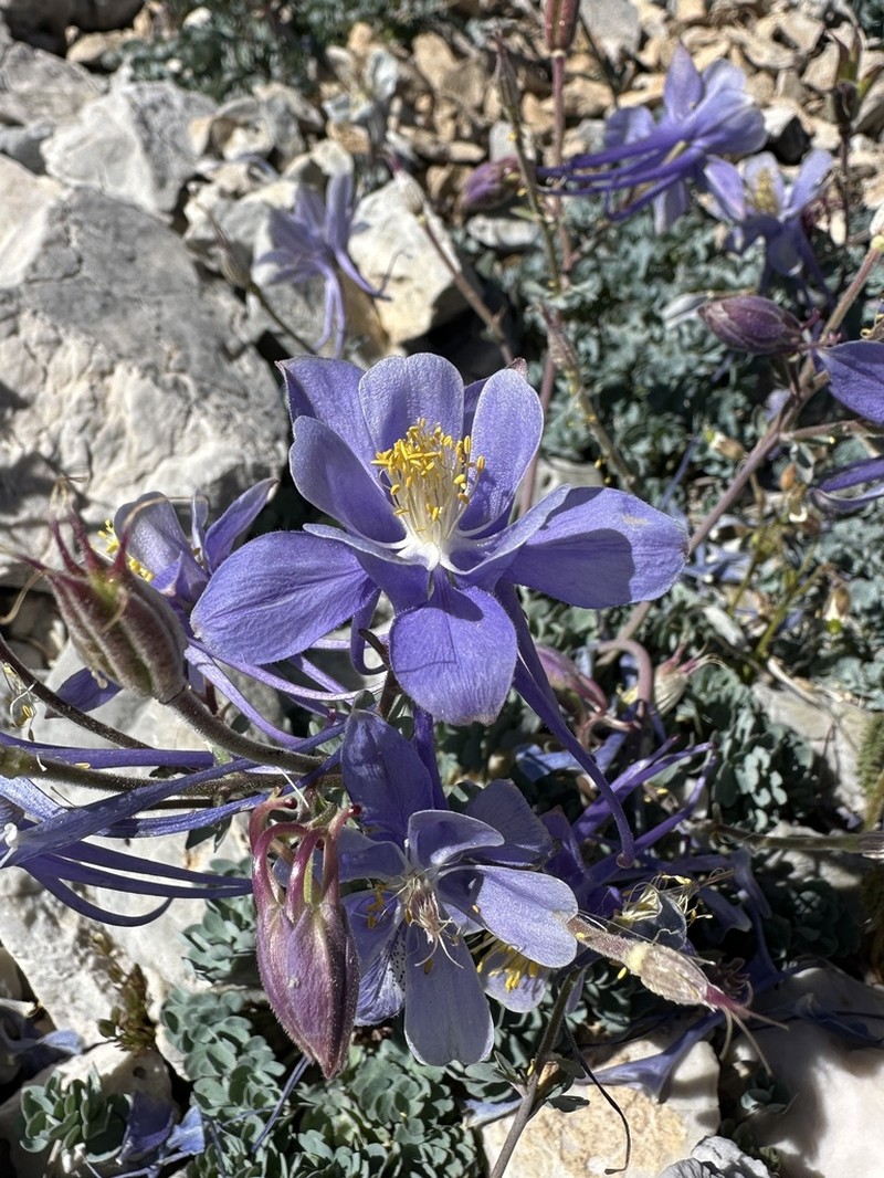 Utah Columbine photo 4