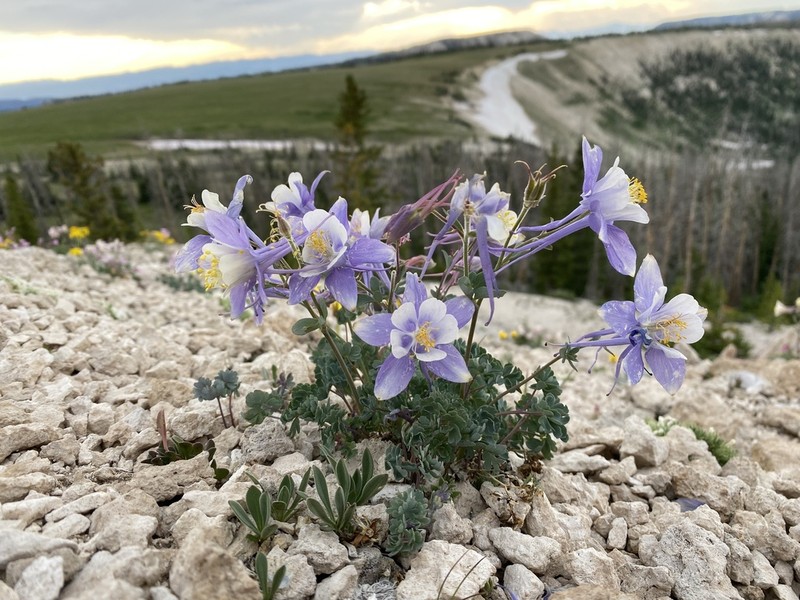 Utah Columbine photo 5