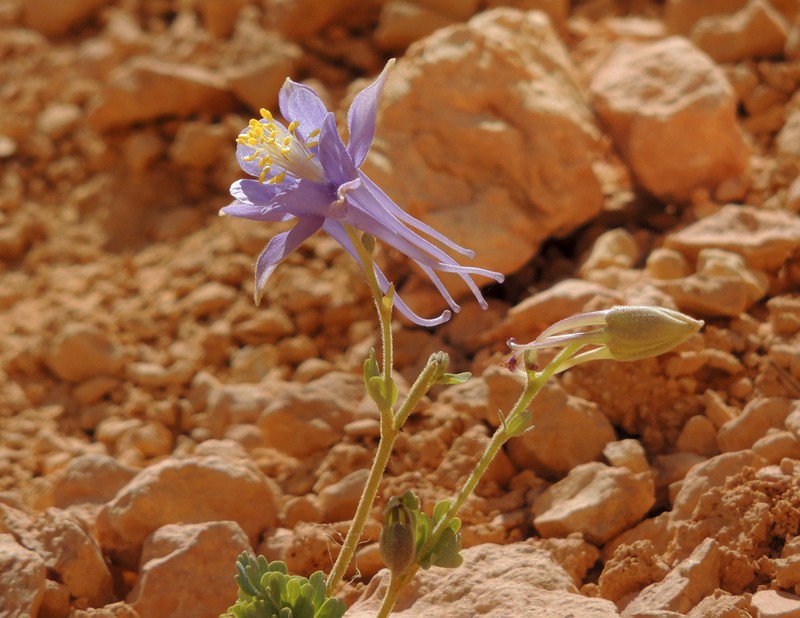 Utah Columbine photo 6