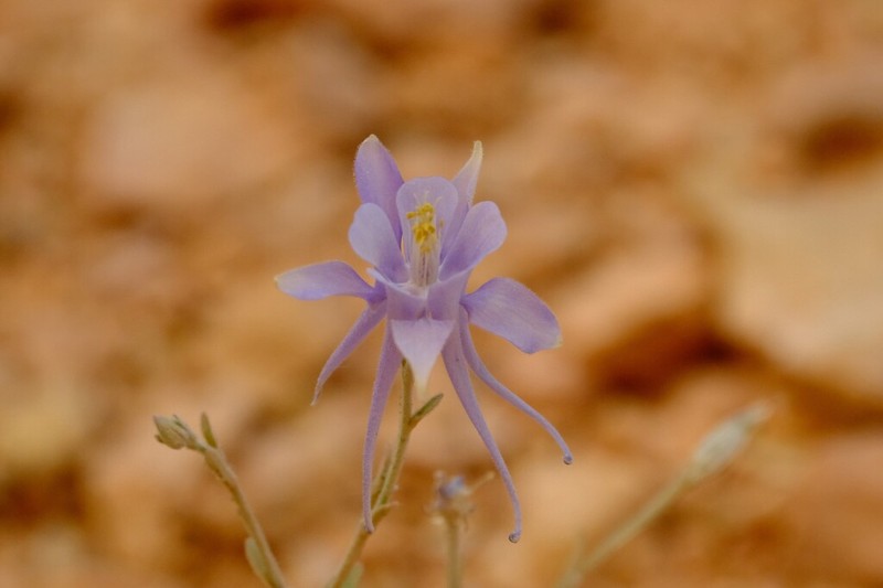 Utah Columbine photo 7