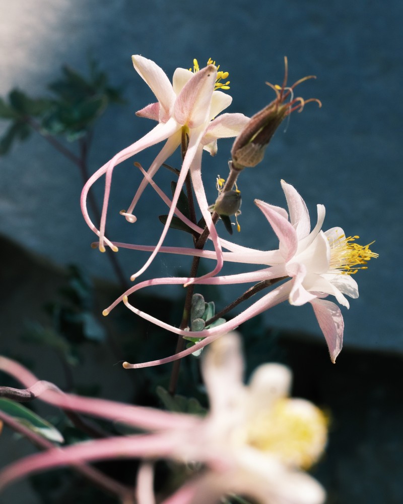 Aquilegia scopulorum var. goodrichii
