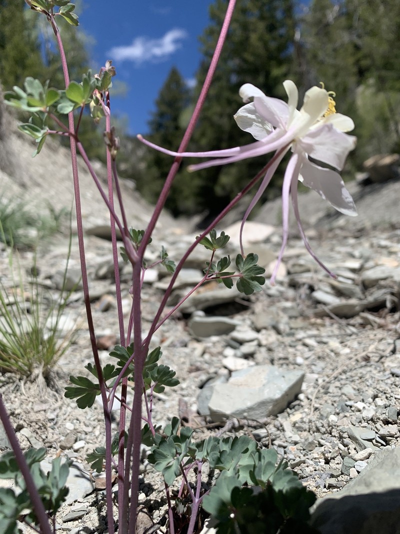 Aquilegia scopulorum var. goodrichii photo 3