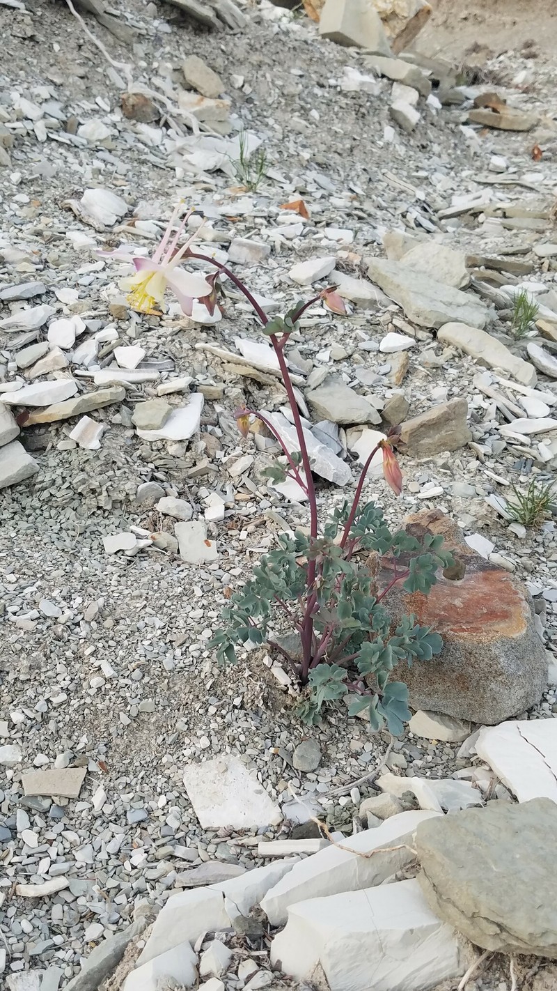Aquilegia scopulorum var. goodrichii photo 4