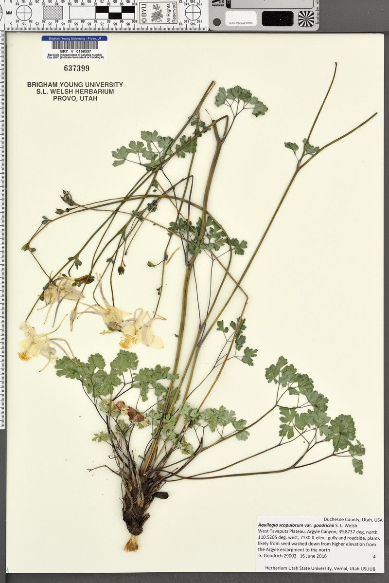 Aquilegia scopulorum var. goodrichii photo 5