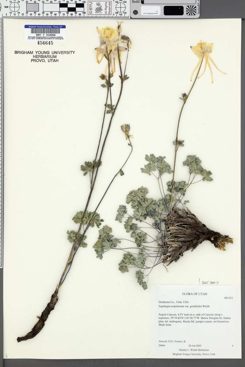 Aquilegia scopulorum var. goodrichii photo 6