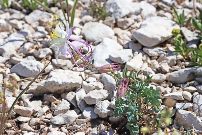 Aquilegia scopulorum var. scopulorum