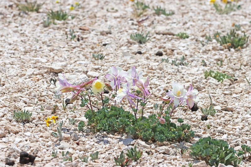 Aquilegia scopulorum var. scopulorum photo 2